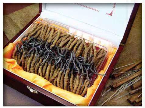 井陉冬虫夏草回收